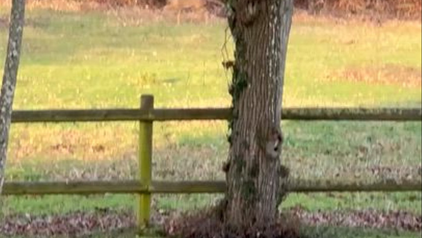 Quand le silence révèle la vie sauvage.