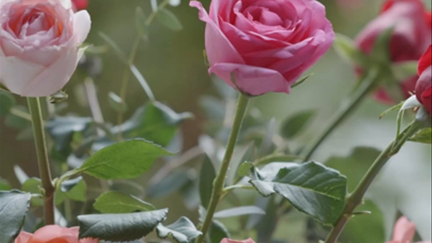 création d'un bouquet de rose