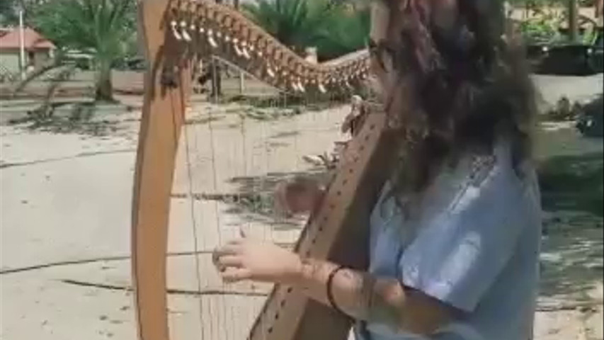 Petite harpe dans la baie des Saintes 