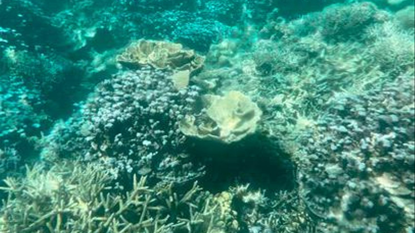 Snorkelling