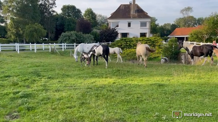 Les chevaux de la Riviérette 