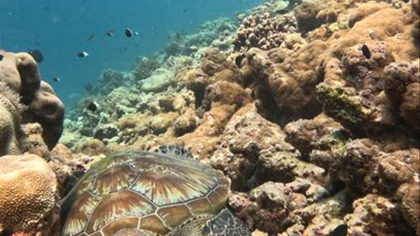 Maldives - tortue