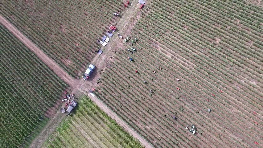 Vendanges 2016