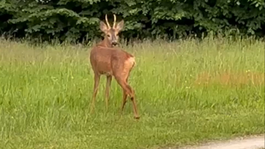 Wildlife at the Chateau