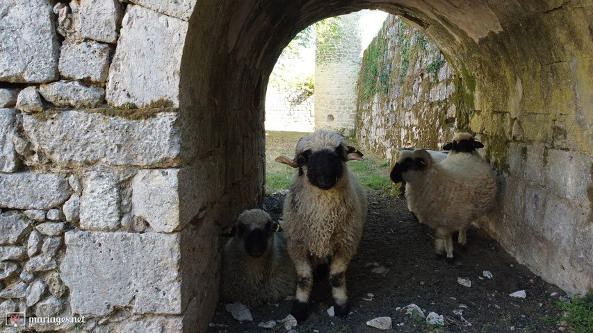 Moutons