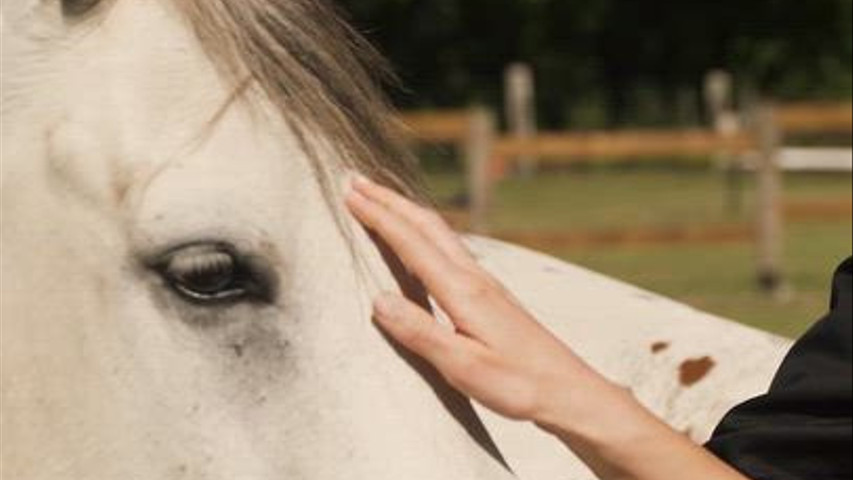 Teaser Réseaux Sociaux - Western Wedding