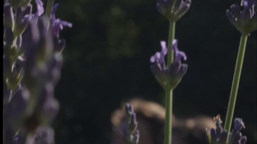 Mariage juillet 2023