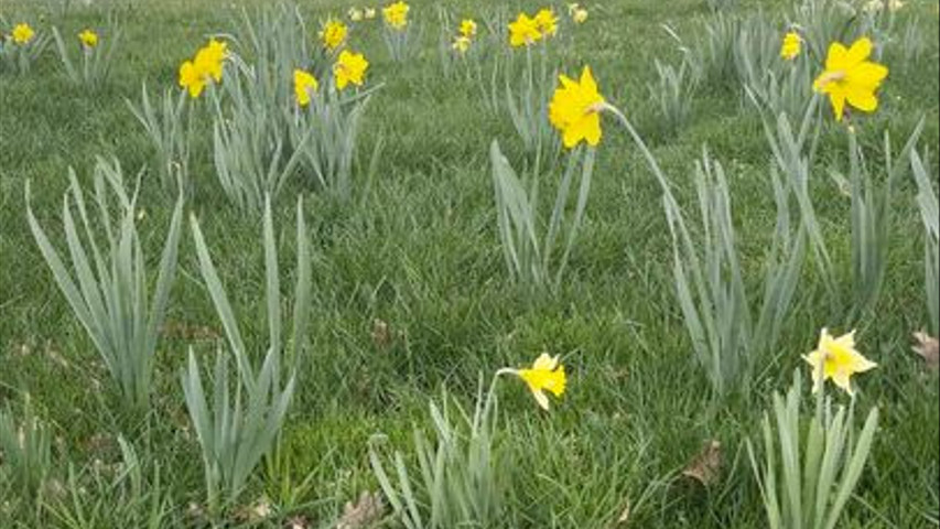 Le printemps est là