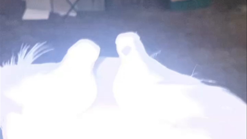 Un gâteau parfait pour sublimer un mariage dans un jardin 